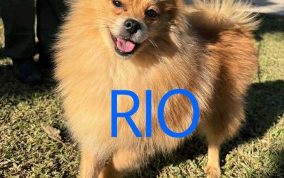 Riservato – Rio