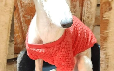 Amici in adozione – Wendy