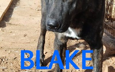 Amici in adozione – Blake