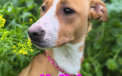 Amici in adozione – Ivy