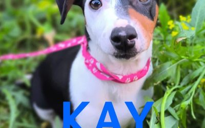 Amici in adozione – Kay