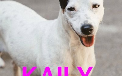 Amici in adozione – Kaily