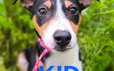 Amici in adozione – Kid