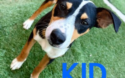 Amici in adozione – Kid