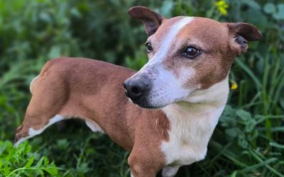 Amici in adozione – Kiko