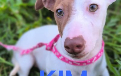 Amici in adozione – Kim