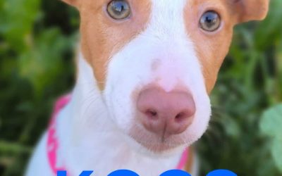 Amici in adozione – Koos