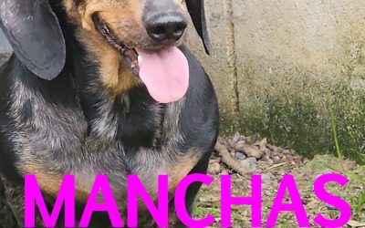 Amici in adozione – Manchas