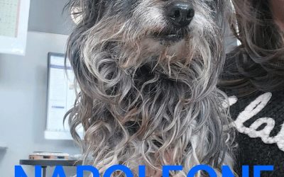 Amici in adozione – Napoleone