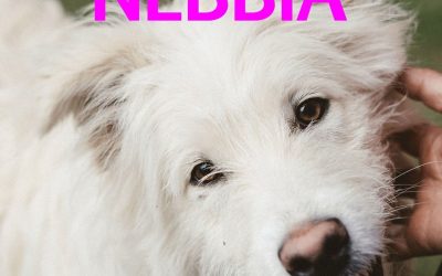 Amici in adozione – Nebbia