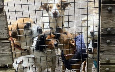 Nuove regole per i cani in Ticino – Cosa cambia dal 2026