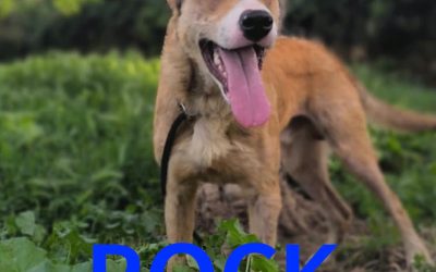 Amici in adozione – Rock