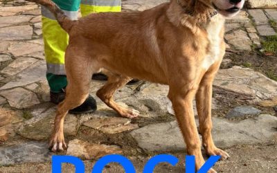 Amici in adozione – Rock