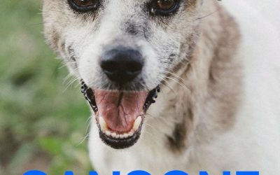 Amici in adozione – Sansone