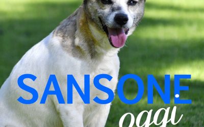 Amici in adozione – Sansone