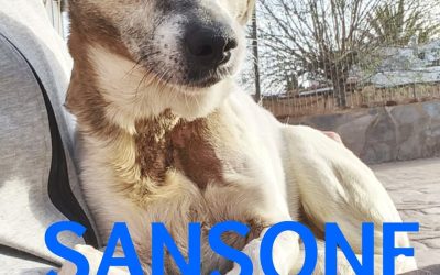 Amici in adozione – Sansone