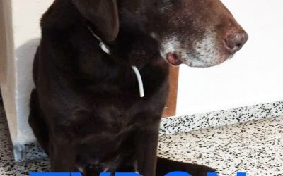 Amici in adozione – Tyron