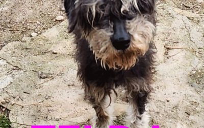 Amici in adozione – Zelda