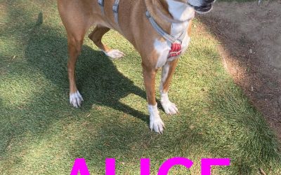 Amici in adozione – Alice