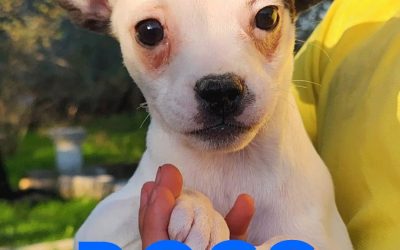 Amici in adozione – Boss