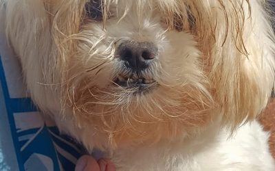 Amici in adozione – Chati