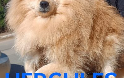Amici in adozione – Hercules