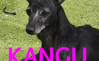 Amici in adozione – Kangu