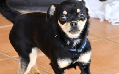 Amici in adozione – Lana