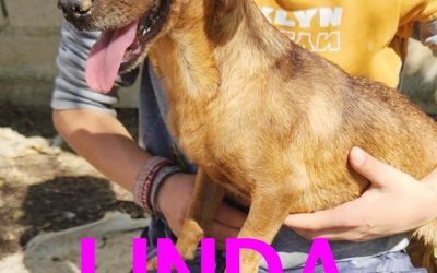 Amici in adozione – Linda