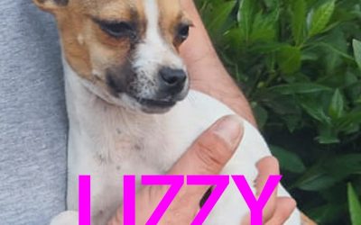 Amici in adozione – Lizzy