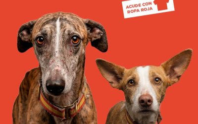 Mismos Perros Mismos Derechos