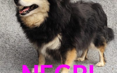 Amici in adozione – Negri
