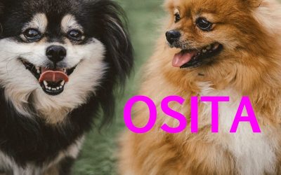 Amici in adozione – Negri & Osita