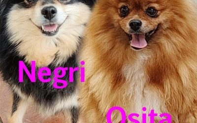 Amici in adozione – Negri & Osita