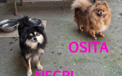 Amici in adozione – Negri & Osita