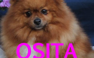 Amici in adozione – Osita