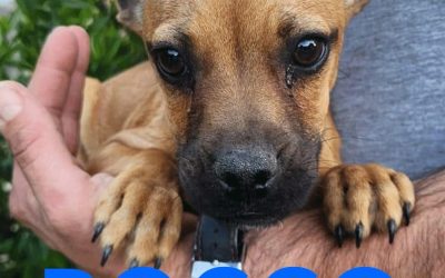 Amici in adozione – Rocco