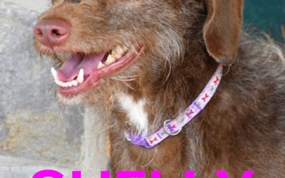 Amici in adozione – Shelly