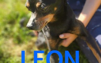 Amici in adozione – Leon