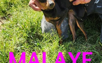 Amici in adozione – Malaye