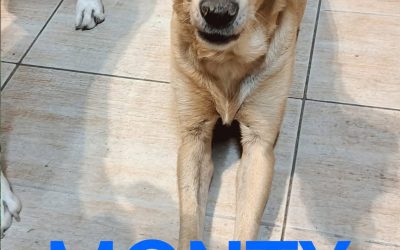 Amici in adozione – Monty