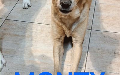 Amici in adozione – Monty
