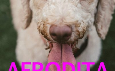 Amici in adozione – Afrodita
