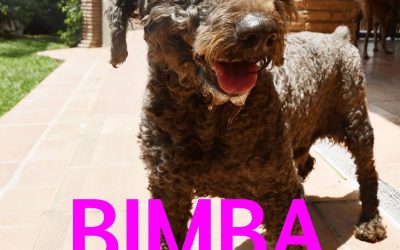 Amici in adozione – Bimba