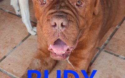 Amici in adozione – Budy
