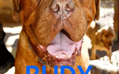Amici in adozione – Budy