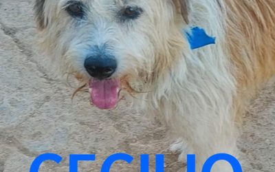 Amici in adozione – Cecilio