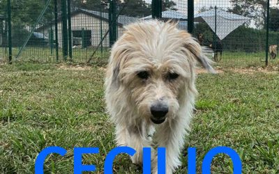Amici in adozione – Cecilio
