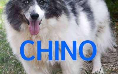 Amici in adozione – Chino