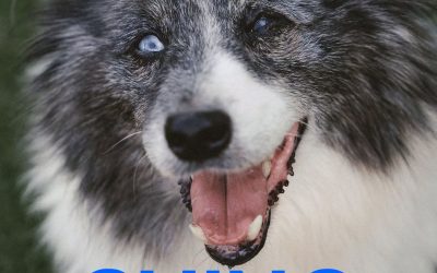 Amici in adozione – Chino